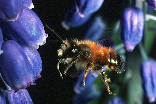 Osmia rufa