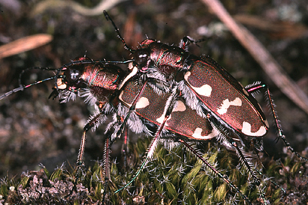Cicindela hybrida, klik hier om terug te gaan