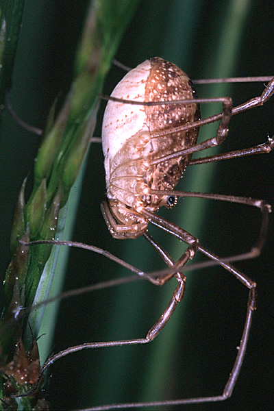 Rilaena triangularis, klik hier om terug te gaan